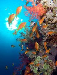 Colorful soft corals and anthias taken at Yolanda reef, R... by Nikki Van Veelen 